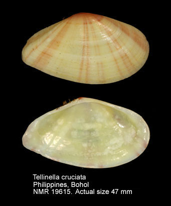 Tellinella cruciata.jpg - Tellinella cruciata(Spengler,1798)